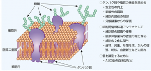スクリーンショット 2015-12-08 8.42.11