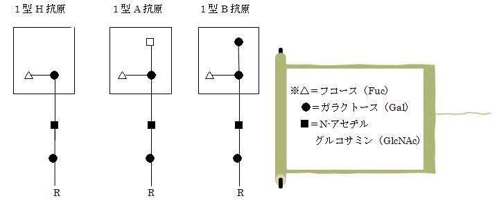 ABH.blood-type.bmp(518646 byte)